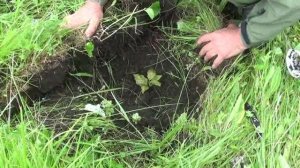 Древо Жизни