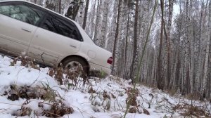 Пузотёрка в лесу