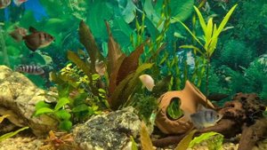 Как понизить температуру воды в аквариуме?