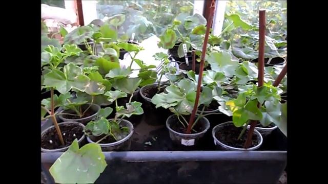 Успех выращивания плющелистной пеларгонии из черенка смотреть онлайн