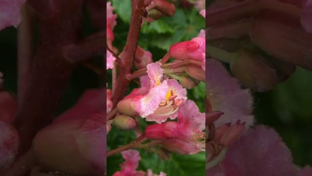 Red Horse Chestnut (Aesculus x carnea) - flowers close up - May 2021 смотреть онлайн