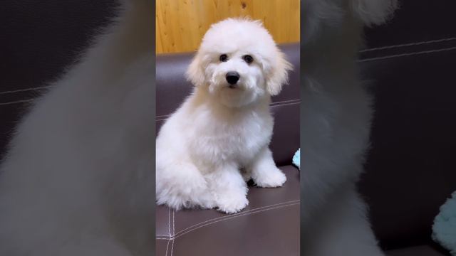 Собачка