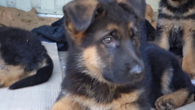 УМНЫЕ ГЛАЗА.A smart look.Щенки немецкой овчарки 2 мес.German Shepherd.Odessa. смотреть онлайн