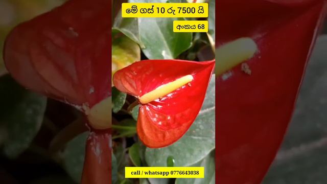 අඩුවට අඩුවට 😍😍 beautiful anthurium | anthurium plants #anthurium #anthuriumplant