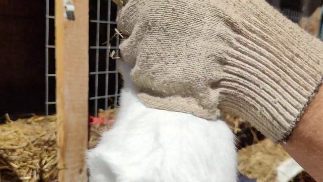 Пора переселять крольчат в отдельную клетку смотреть онлайн