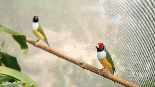 Эту музыку можно слушать вечно! Сергей Чекалин! Божественная, Непревзойденная музыка!