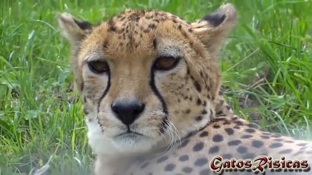 Гепард Acinonyx jubatus