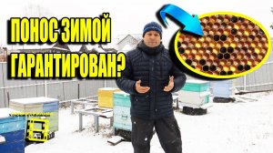 НУЖНА ЛИ ПЕРГА В ГНЕЗДЕ ЗИМОЙ? НОЗЕМАТОЗ ПЧЕЛ (ПОНОС) ЗИМОЙ. ДЛЯ НАЧИНАЮЩИХ ПЧЕЛОВОДОВ 36-21