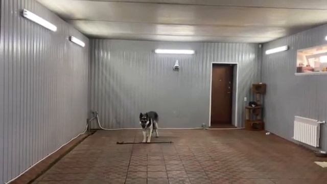 Связку лежать-сидеть выполняет Восточно-европейская овчарка.