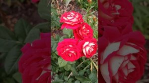 fantastic rose Docteurs Massad#  фантастична троянда Доктор Массад