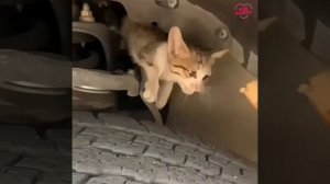 Спасение котенка из машины.