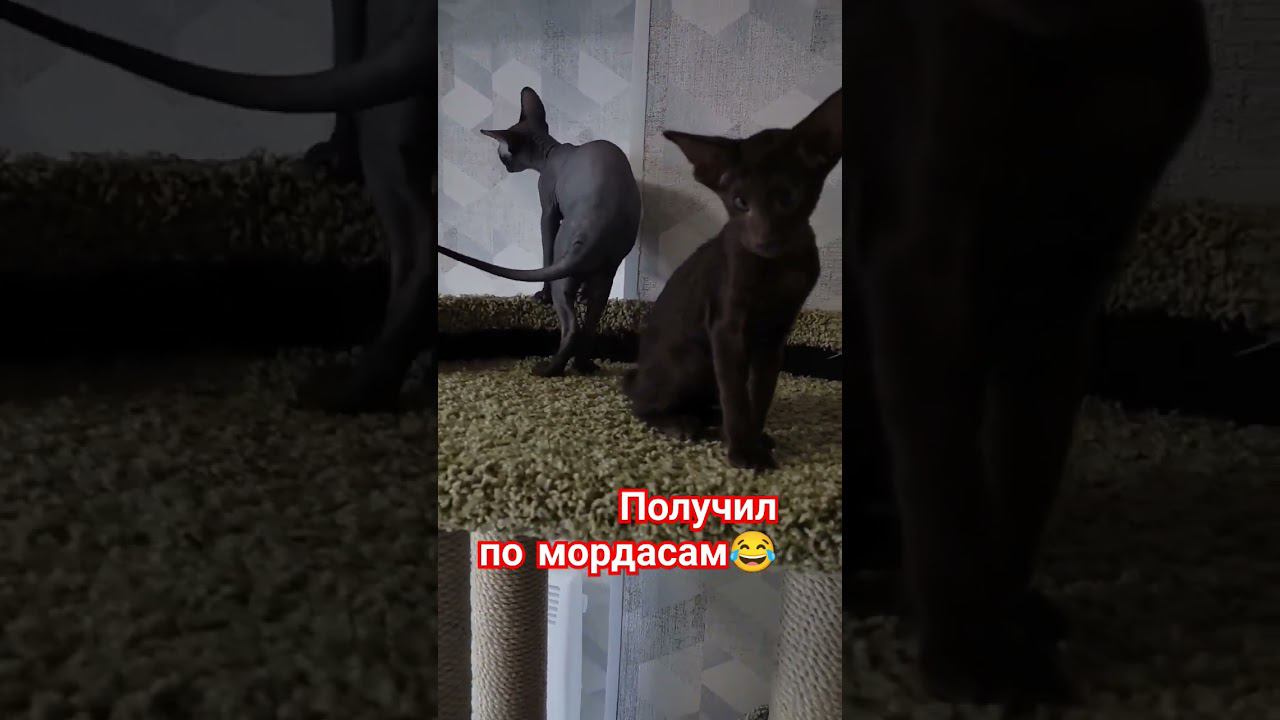 Получил по мордасам  #канадсиесфинксы #ориентальныйкот #смешныекошки
