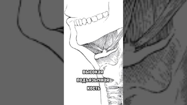 Как НАКАЧАТЬ Скулы И Мышцы Лица? (Не МЬЮИНГ) смотреть онлайн