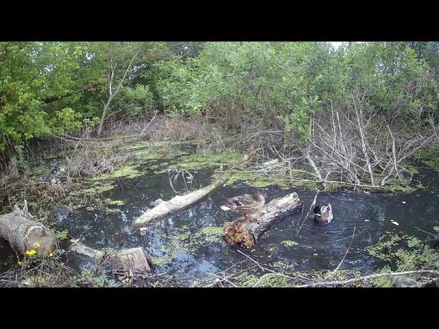 Живность на болотце смотреть онлайн