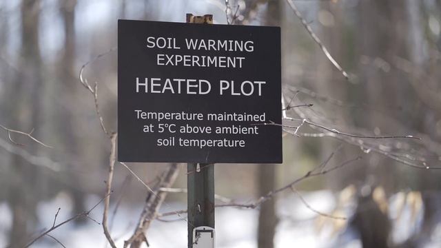 30 years of ecological research in Harvard’s wired forest смотреть онлайн