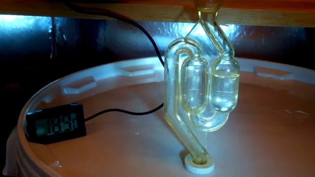 Первый день брожения. Штамм Fermentis Т-58