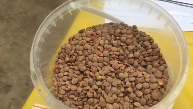 Сорта нута, чечевицы и Маша в священника Дона Алексея Пилиповича смотреть онлайн