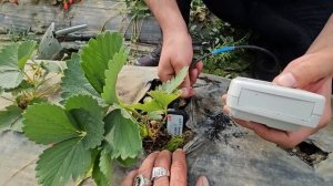 Прибор измерения (ЕС) электропроводности почвы.