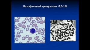 Ткани внутренней среды  Кровь и лимфа
