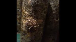 Выращивание Вешенки НК-35 ( Грибоводство, Мои любимые грибусики)