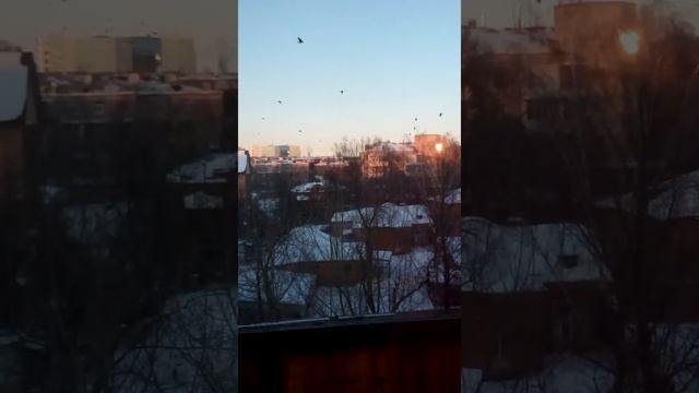 Нашествие птиц 0_0 смотреть онлайн