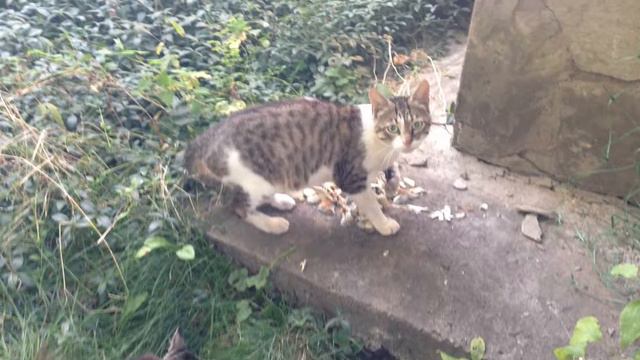 Сабака Шифер. смотреть онлайн