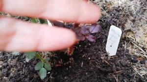 ШИПОВНИК ИЛИ РОЗА? Как отличить.