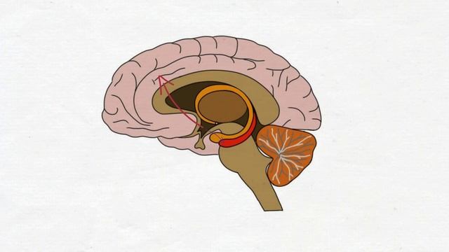 2-Minute Neuroscience: Oxytocin смотреть онлайн