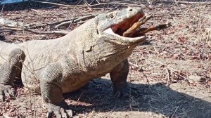 The Seconds Of The Goat Being Eaten By The Komodo Dragon