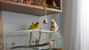 Волнистик и корелла