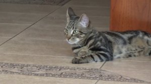 Мышка в шаре бегает на батарейках распаковка и играем Critters ball and Gaga toy