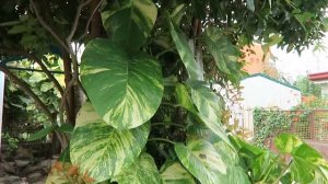 Pothos Plant