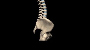 Биомеханика сглаженного лордоза (плоской спины)