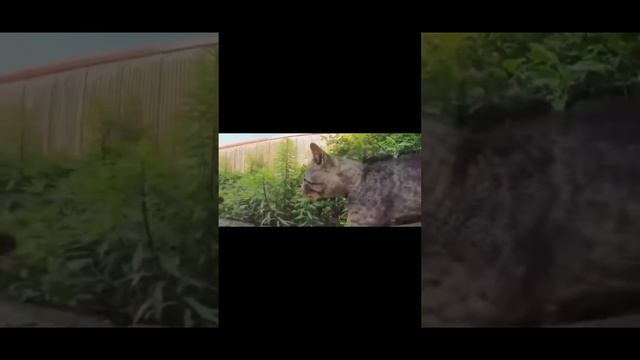 Слово кота смотреть онлайн