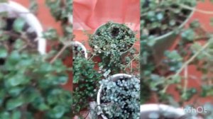 Пилеи мелколистные в январе.