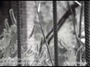 Оксана Почепа (Акула) - По подоконнику дождь