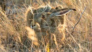 Зайцы в начале осени / Hares at the beginning of autumn
