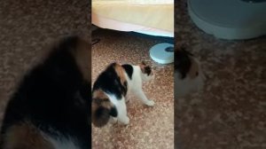 Кошка разговаривает человеческим голосом