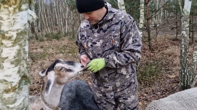 Черничный Хутор.Заключительная серия в этом году со сбором грибов. Готовимся к первым морозам.