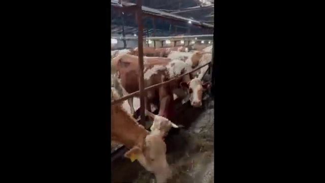 Продаем телок нетелей коров Симментальской породы