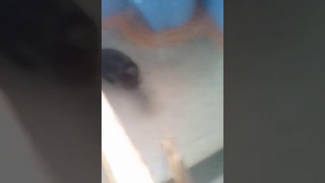 Нашли бездомную кошку кормим смотреть онлайн