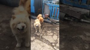 Вязка Чау Чау