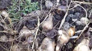 Когда и как поделить нарциссы.