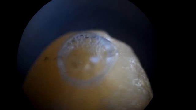 Как грязь за апекс проталкивается3 смотреть онлайн