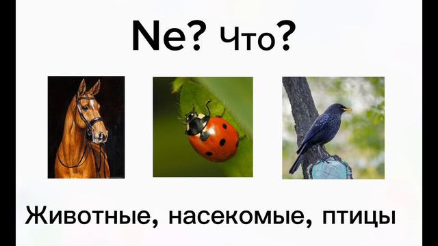 Указательные местоимения. İşaret zamirleri