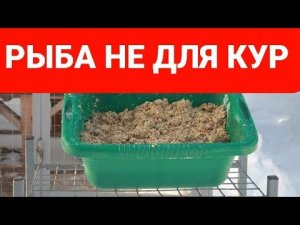 ПОЧЕМУ  РЫБУ НЕЛЬЗЯ ДАВАТЬ КУРАМ.