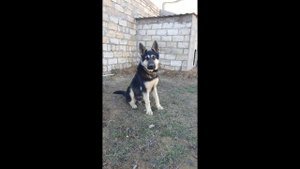 Восточноевропейская овчарка 1 месяца до 18 месяцев. #восточноевропейскаяовчарка #овчарка #dog #dogs