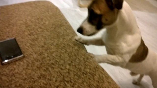 Поющий Джек Рассел /Jack Russell Terrier Milo