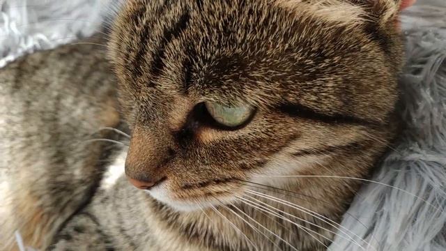 Лежанка для кошки - Распаковка, обзор, проверка кошкой (с вайлдберриз) смотреть онлайн