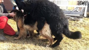 Дерзкая сука для Гросс Эрфольг Геркулеса (вязка) / Лишение девственности или первая свадьба Жаклин